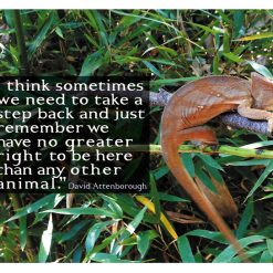 We have no greater right  Attenborough P1058