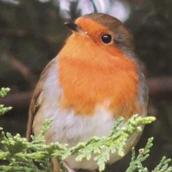 Robin - G1053