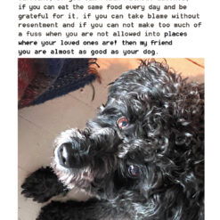 If dog P1062