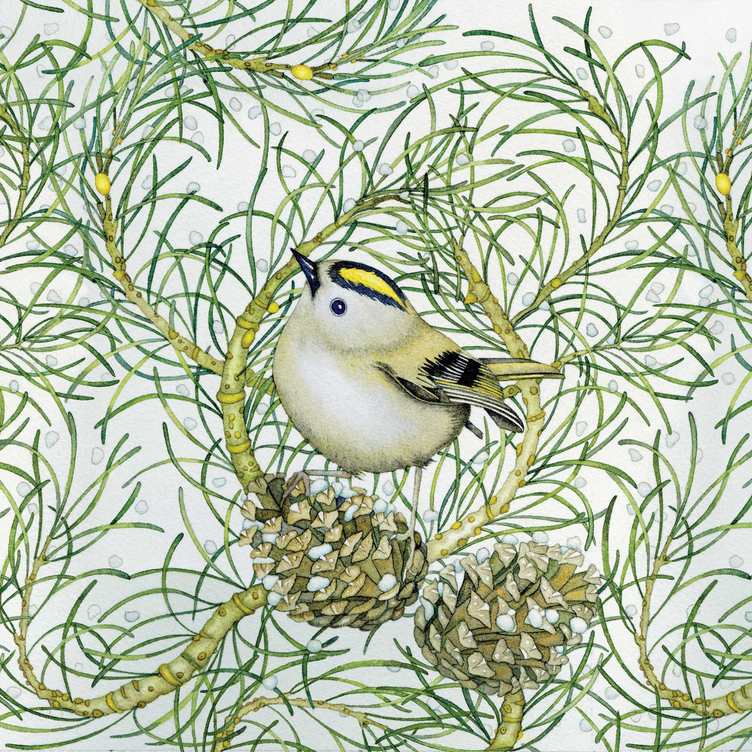 Goldcrest - Greeting Card