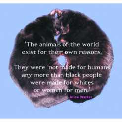 two cats head to head asleep with Alice Waters Quote